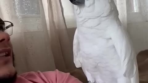 Dancing funny parrot