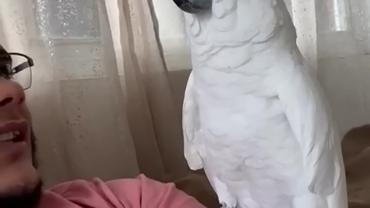 Dancing funny parrot