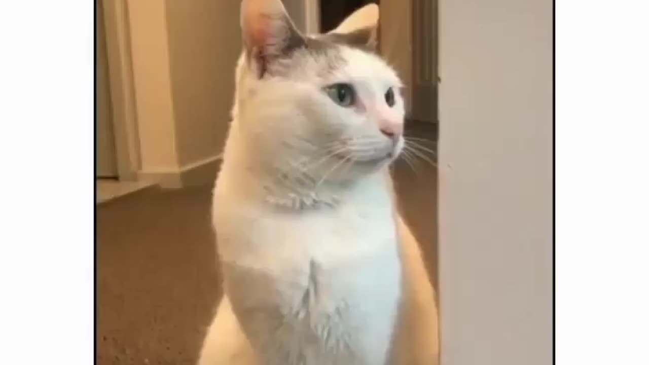 Cute Cat walk