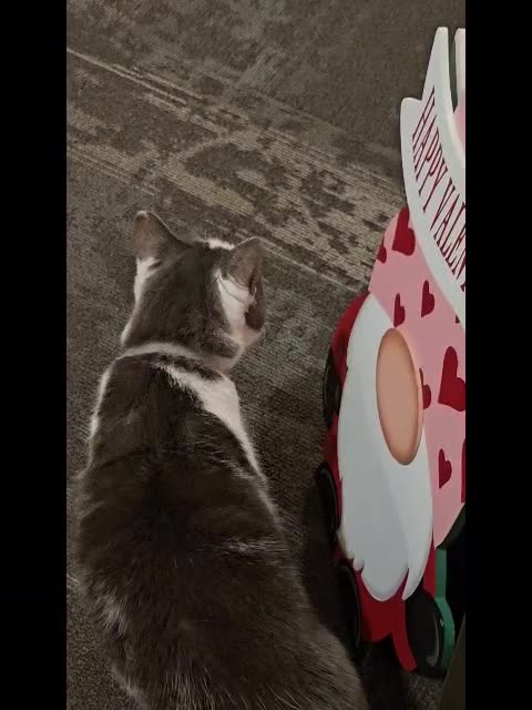 Mr. Rocky Goes Running in the Hall