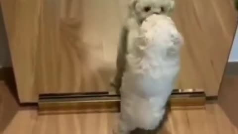 Adorable dog dancing in front of the mirror