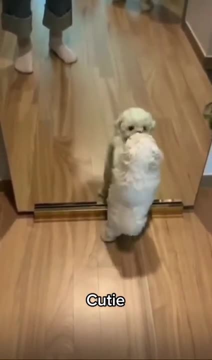Adorable dog dancing in front of the mirror