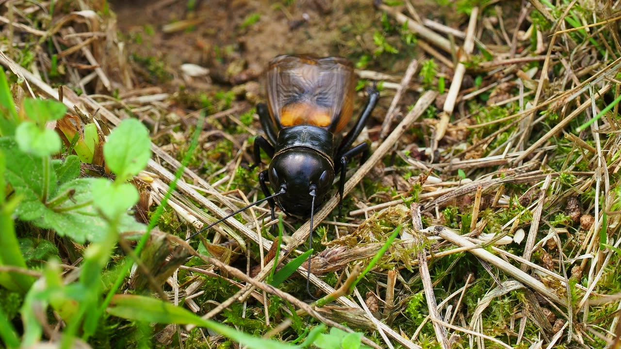 This Is How Field Cricket Make Sounds