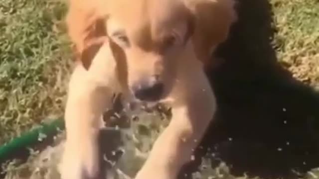 Funny Dogs shorts