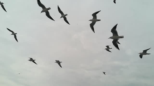 Birds Flying