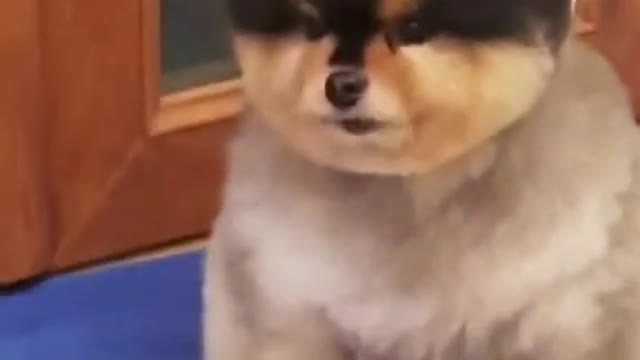 🤣 Funniest 🐶 Dogs - Awesome Funny Pet Animals Videos 😇 #short