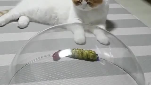 A cat that loves toys