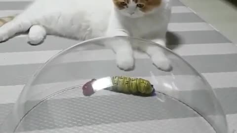 A cat that loves toys