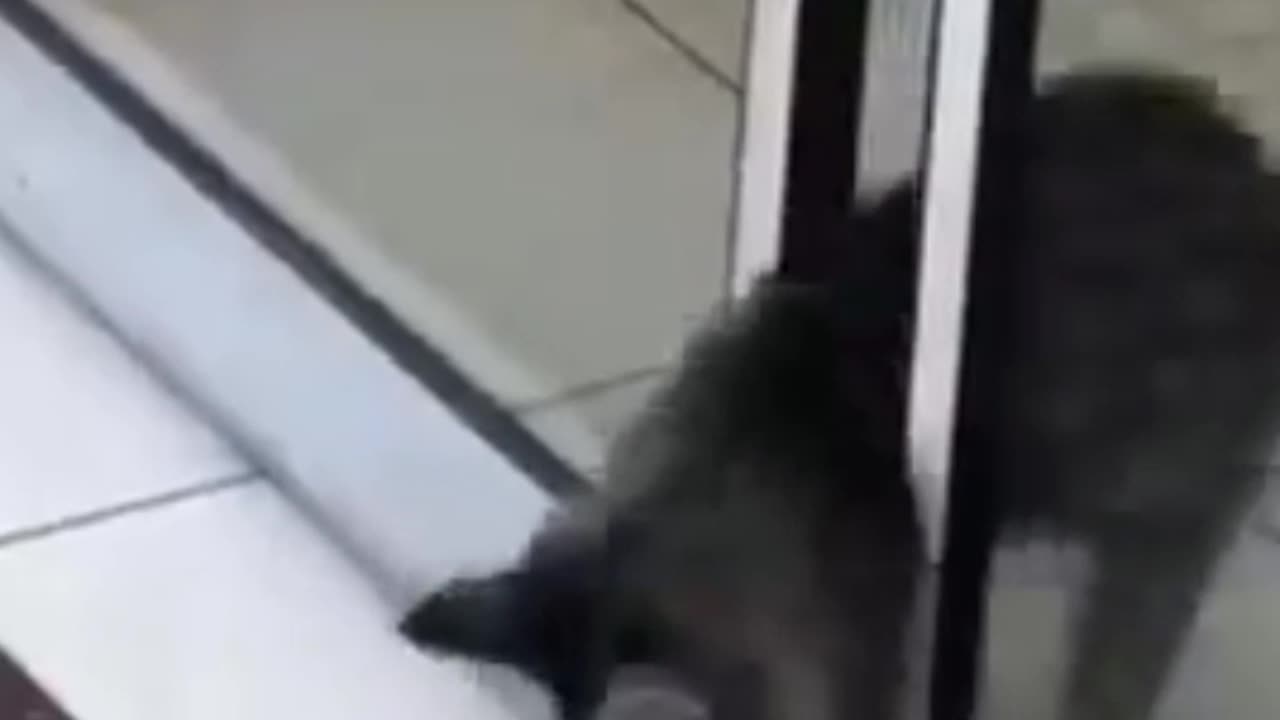 Funny animals