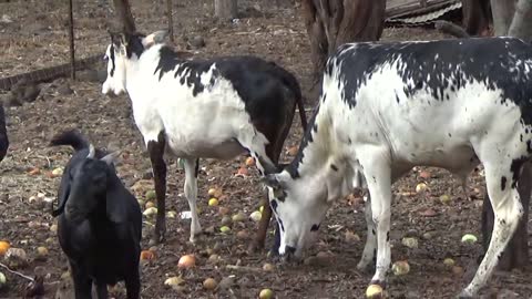 Wai'anae, HI — Naked Cow Dairy Farm and Creamery #6