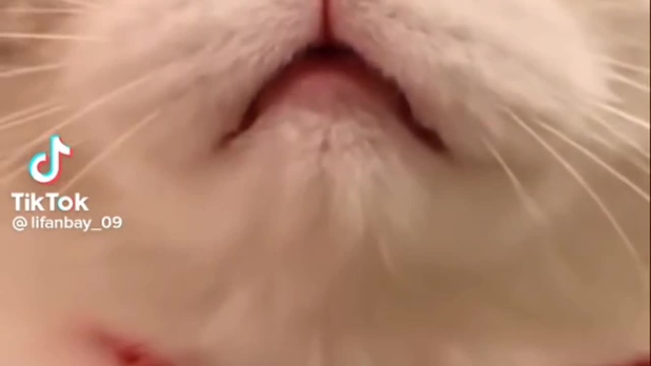 Funny cat