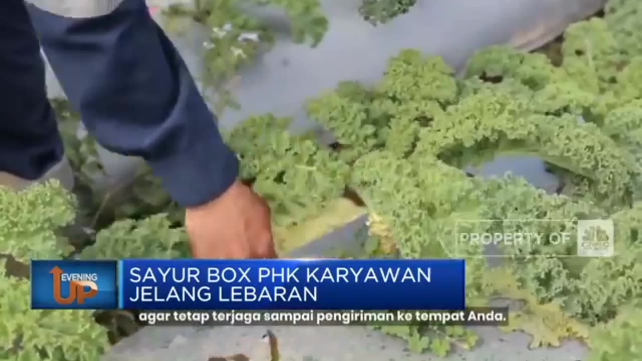 Perusahaan Sayur Box PHK Karyawan