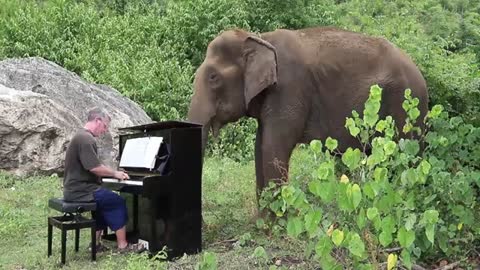 Debussy 'Clair de Lune' on Piano for 80 Year Old Elephant_Cut