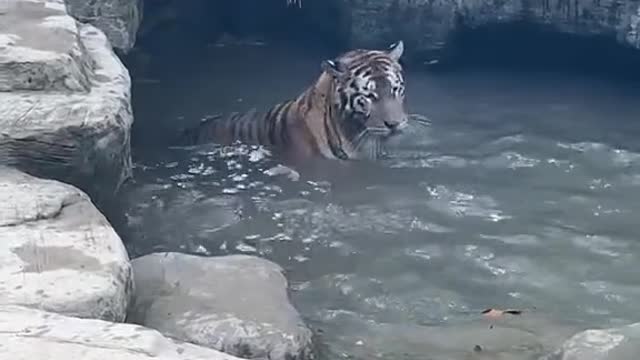 The tiger