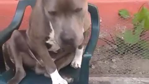 That chair its mine. Pit Bull Funny Video