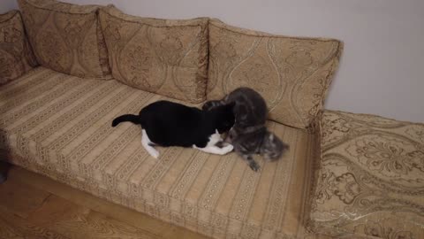 Cat Bites Other Cats Butt
