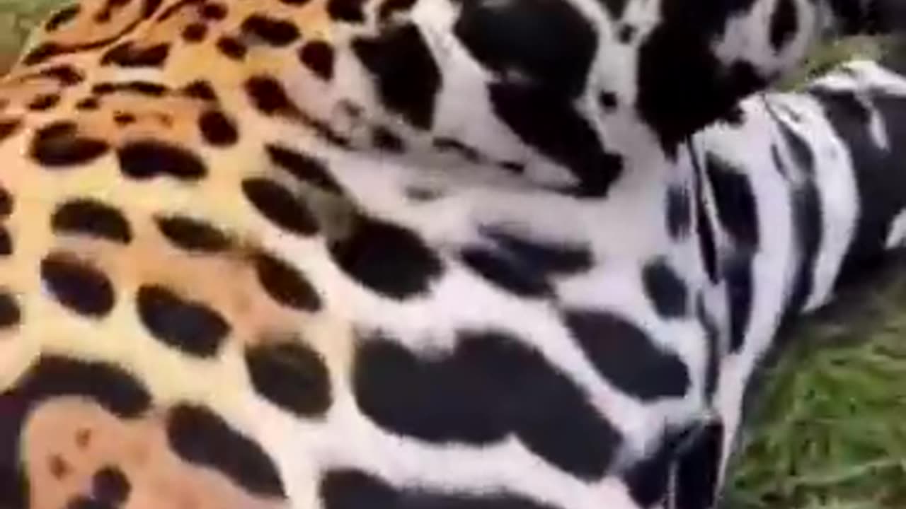 Wild Animal Bellies AMAZING CHONKY