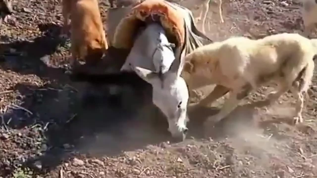 dunky v/s pig .and dogs