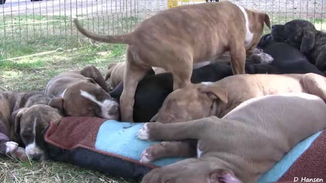 10 Pit Bull Puppies and 1 Brave Kitten and 1 Happy Pug!