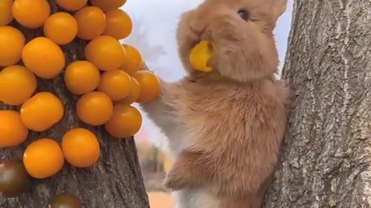Very funny cat