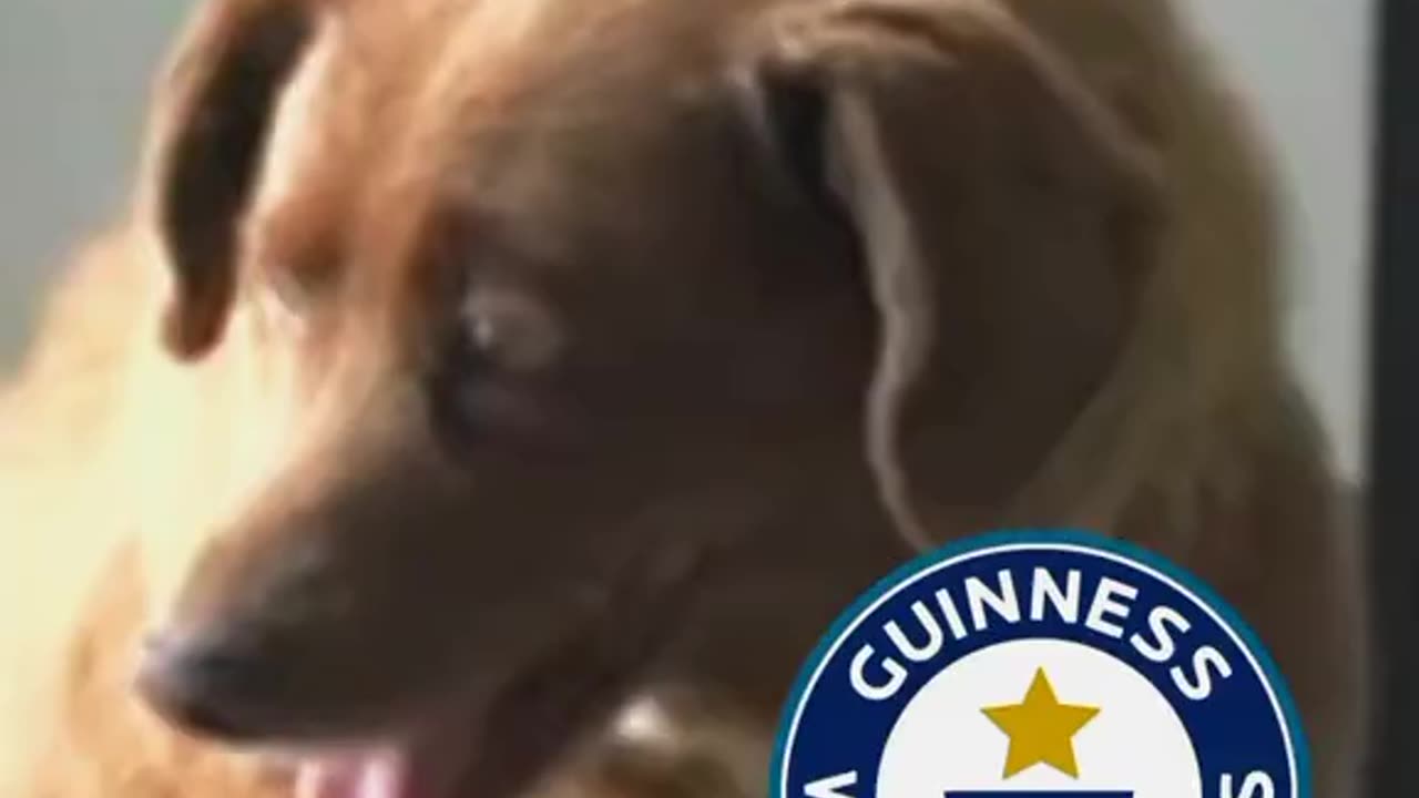 Top 10 Guinness book of record #rumble#video