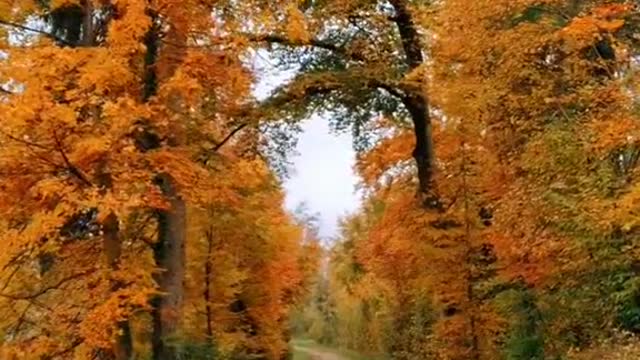 How do u like autumn guys