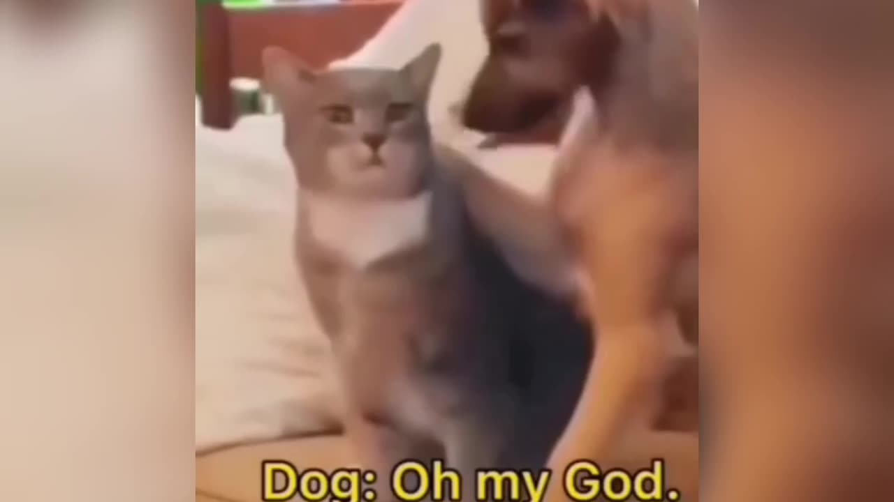 The most attractive animals