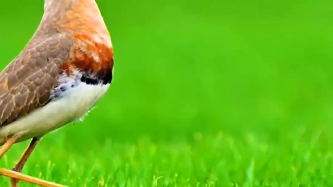 beautiful bird sound in Forest #rumble #viral #views