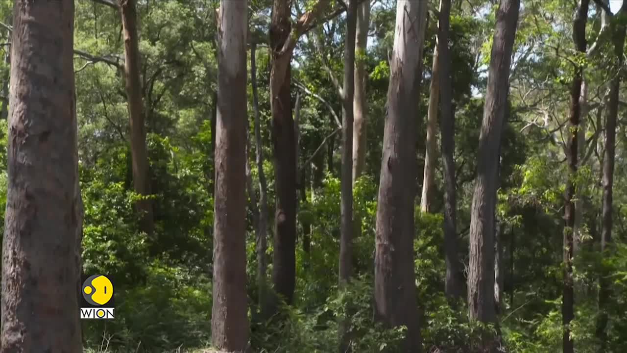 Australia is using drones to fight against deforestation and global warming