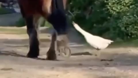 Horse Kick