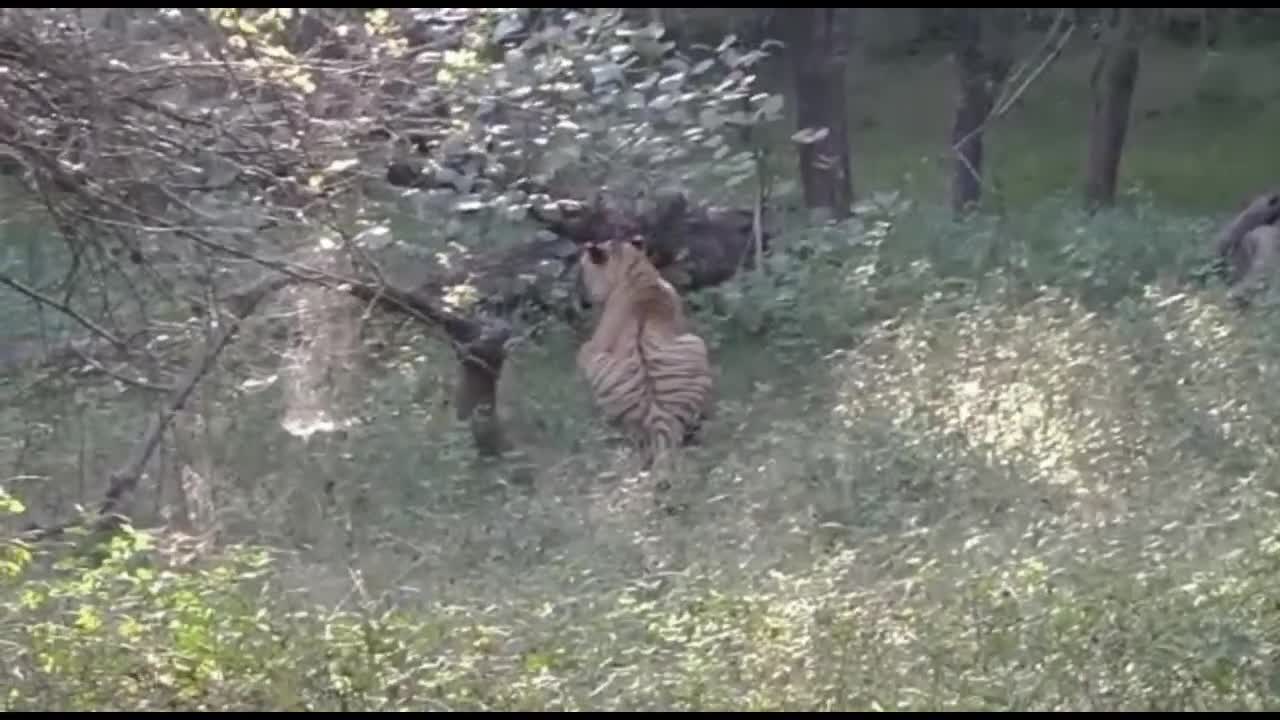 Tiger doing toilet in the forest | Male tiger T 121 Ranthambore | Latest Tiger sightings in zone 5