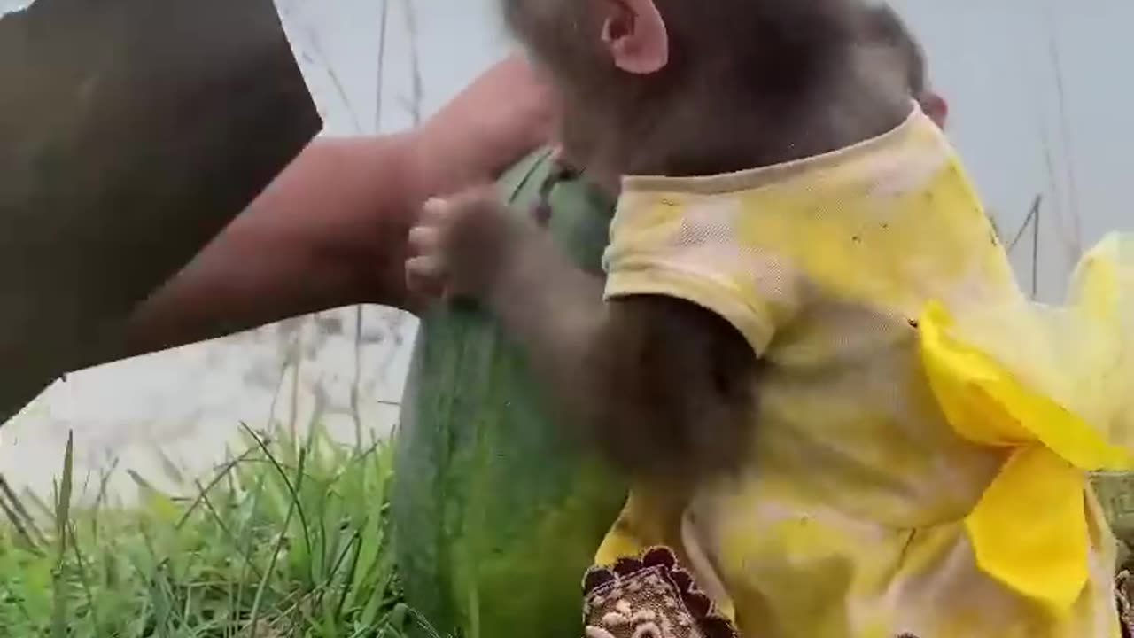 cute monkey