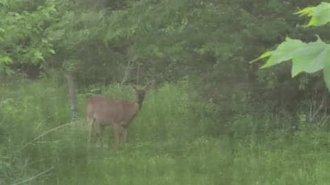 Deer 5-15-23