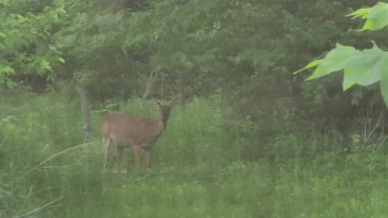 Deer 5-15-23