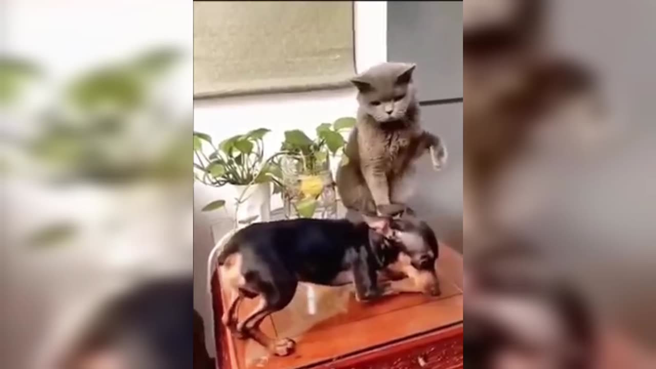 Crazy cat funny video.