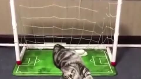 #funny animals (cute 🐱🐈 cats) #funny cats 2023