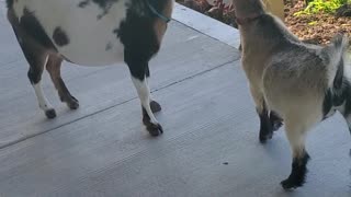 Goats Grab Kid's Crackers