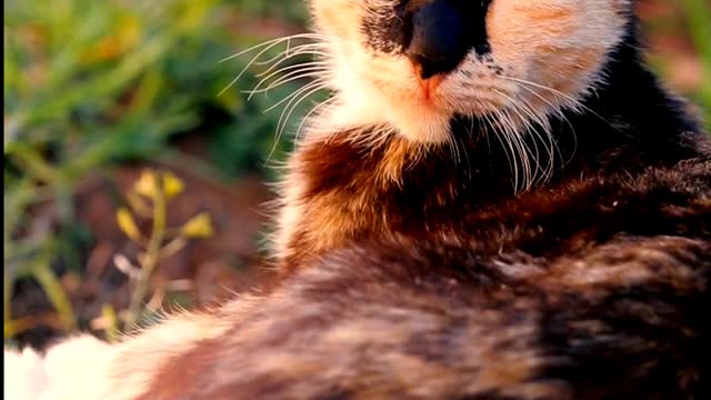 Cat Video - Pretent Like Sleeping.