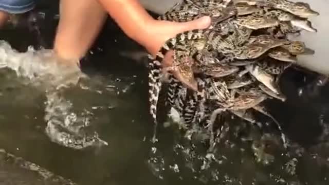 Crocodile breeding