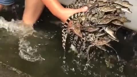 Crocodile breeding