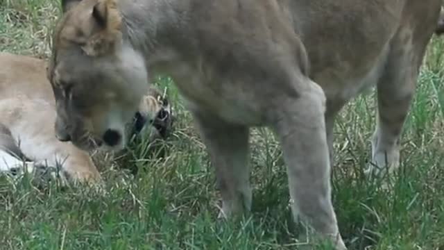 Animal cute