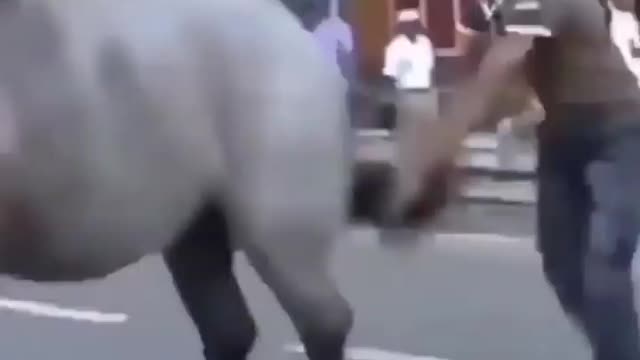Horse get angry and kicked man🤣😂 when the man poke him from behind