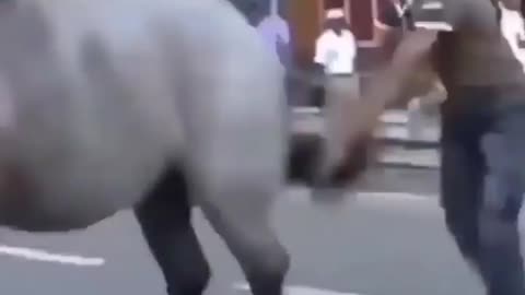 Horse get angry and kicked man🤣😂 when the man poke him from behind