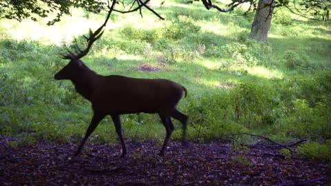 the deer when he is angry