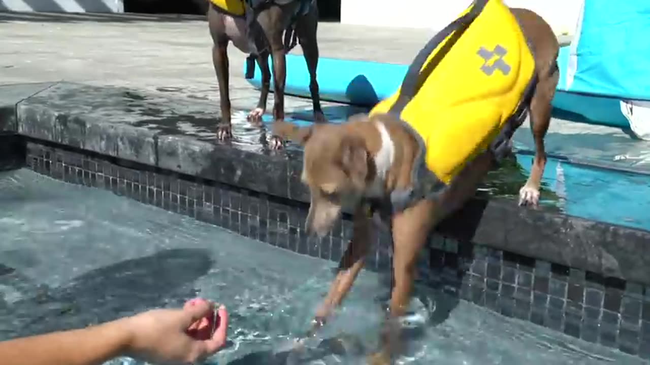 TEACHING MY DOG HOW TO SWIM IN SWIMMING POOL