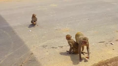 Having_Fun_With_Monkey_Near_Damaodhara_WaterFall_Champa_Chhattisgarh