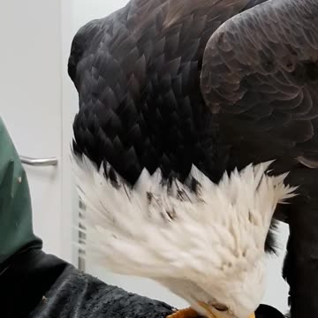 Have you ever wondered if the Bald Eagle you are looking at is male or female?