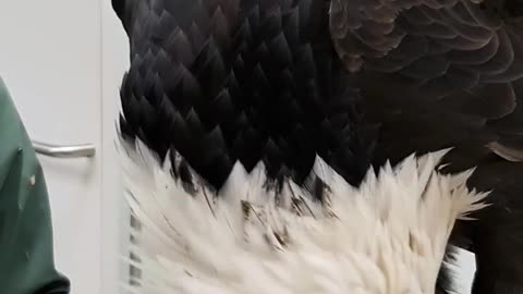 Have you ever wondered if the Bald Eagle you are looking at is male or female?
