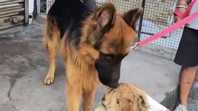 Germanshepherddog