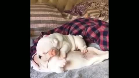 Funny Cute Puppy _ Dog Moments Try Not To Laugh 5